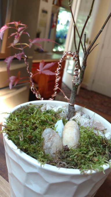 My first attempts at Bonsai 🌳🍁🌞🎎🎑✂️ https://t.co/rj3c6N203L<a href="/tag/lovemyjob"class="tags"><span>#lovemyjob</span></a><a href="/tag/blessedandgrateful"class="tags"><span>#blessedandgrateful</span></a>