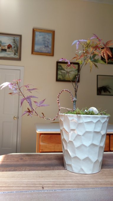 My first attempts at Bonsai 🌳🍁🌞🎎🎑✂️ https://t.co/rj3c6N203L<a href="/tag/lovemyjob"class="tags"><span>#lovemyjob</span></a><a href="/tag/blessedandgrateful"class="tags"><span>#blessedandgrateful</span></a>