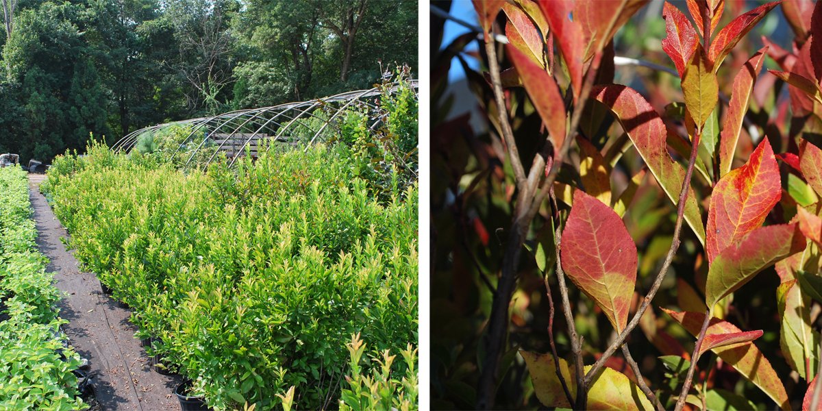 Eubotrys (Swamp Sweetbells): at a glance it reminds us a little of Summersweet (Clethra): growing 4-6', it has glossy foliage and likes partial shade growing conditions. The flowers smell great too! One of its best characteristics is the awesome fall color! A+ 3 gallon size