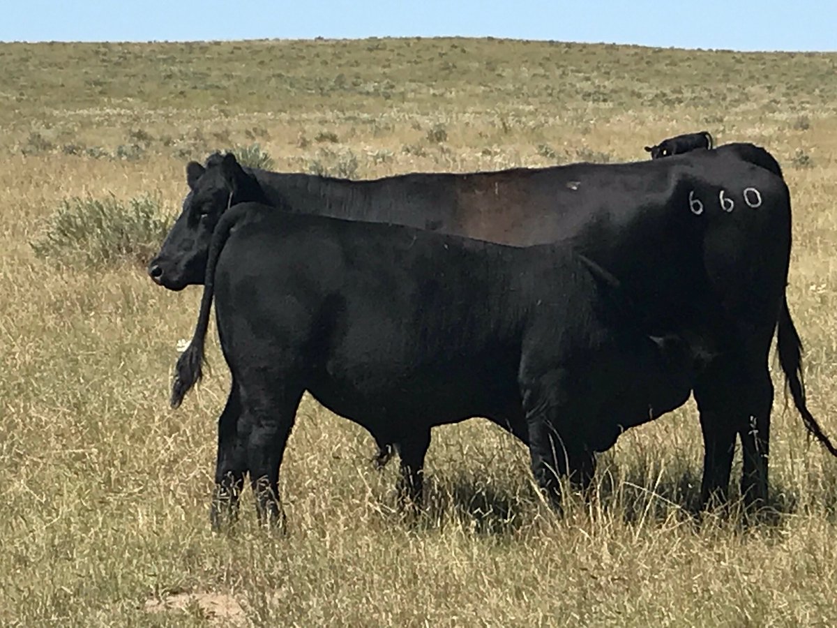 WagonWheelAngus's tweet photo. ⁦@SelectSiresBeef⁩ #wagonwheelranch We believe Tophand is one of the most underrated Bulls in the #selectsires line up. Here's why...Tophand son on a first calf Comrade daughter. https://t.co/tGlfVN5Msp