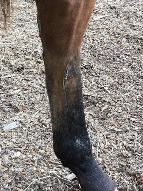 gerardecohoof's tweet photo. " Fantastic product !! Highly recommend for so many types of injuries! The one little pot that does so so much ! " Jen French , August 2018
Pink Hoof Clay #MagicInAPot #247equestrian #eventinghour #ponyhour #equine #Horses #TackTalk https://t.co/5OBqdDN2Th