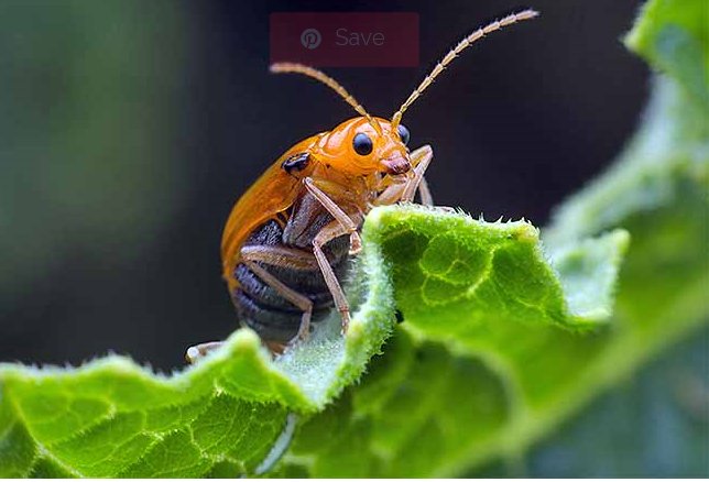 Epminerals's tweet photo. It's been a buggy summer! You need DEsect diatomaceous earth insecticide for organic production  https://t.co/yC5p78MUZ2 #organicinsecticide #naturalinsecticide #desect #diatomaceousearthinsecticide https://t.co/1vgP2BoNFS