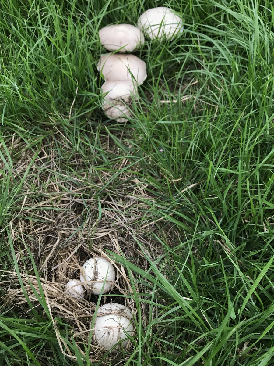 EiversTadhg's tweet photo. I’ve seen a lot of disappointing crops this year but there’s one that has bucked the trend. #whicharethemagicones https://t.co/27SqHIfGHY