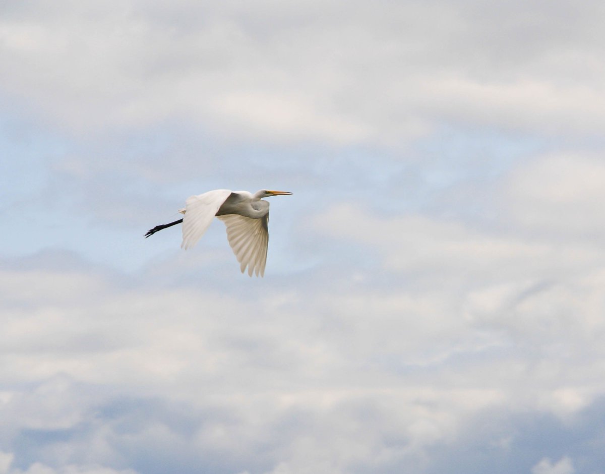 Applied Ecological tweet media