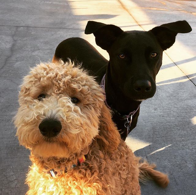 PetSitting2Dmax's tweet photo. Choco always has your back. #daycarefriends #goldendoodlesofinstagram #goldendoodle #blackdogsrock #labmix #blacklabsrule #doggydaycare #minidoodle https://t.co/lvqJD6WBOi https://t.co/W5wcRafTqX