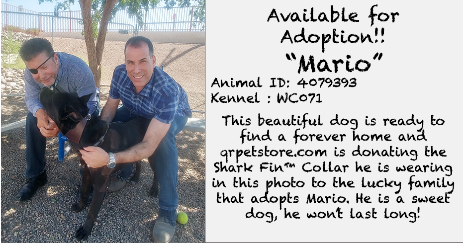 sharkfincollar's tweet photo. Jack is shown here with Jose Santiago and "Mario". Shark Fin Collars is teamed up with https://t.co/6IceEmjx8G to offer collars to Maricopa County Animal Control to encourage adoptions of large breed dogs. https://t.co/V4oUCdots9