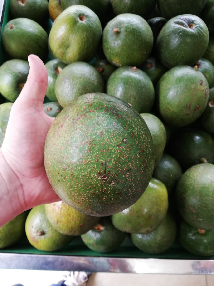 Avocados so big as coconuts, unbelievable. Found last week in #Rwanda. What would you do with them? #recipes #FOOD #foodie #kitchen #delicious #Lecker #tasty #avocadoes #healthyfood #healthy #vegan #veggies #TuesdayMotivation