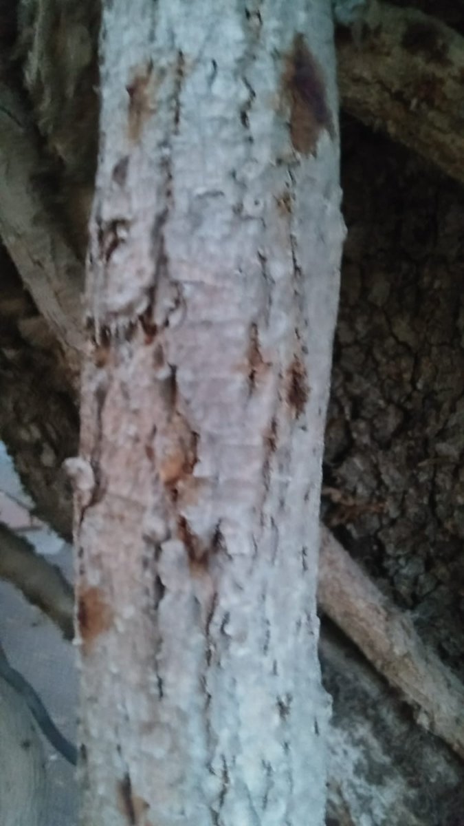 shelefo tweet picture