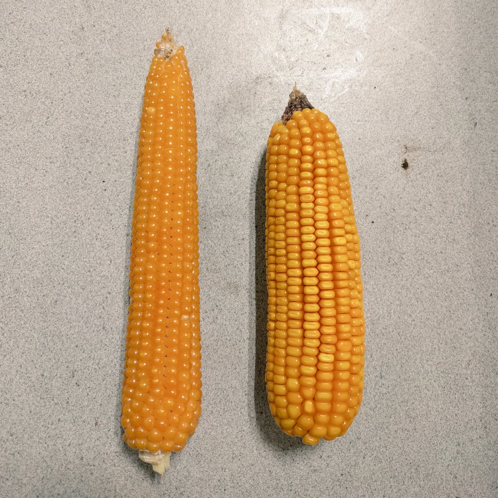 thefarmerslife's tweet photo. Common question I get. "What do you mean you grow corn and popcorn? Isn't all corn the same?" Nope! Popcorn on the left, field corn on the right. https://t.co/nIn8iTjka2