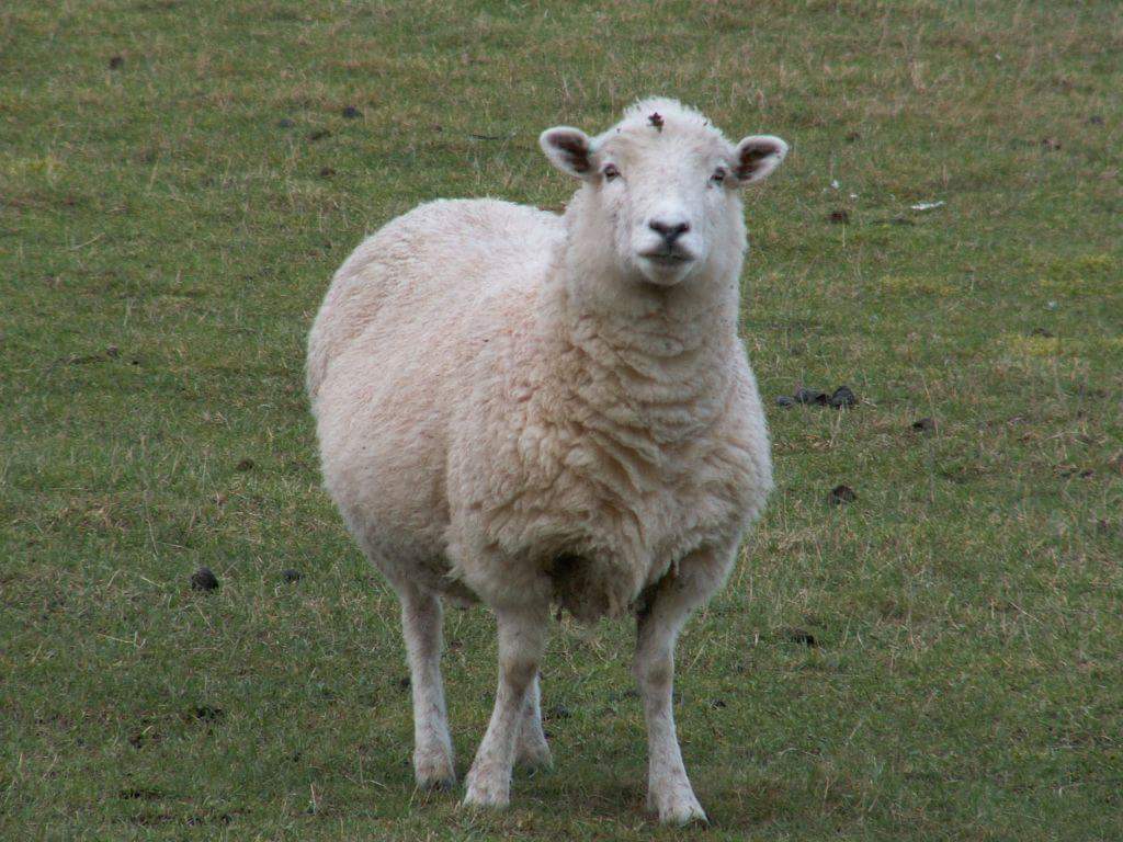 Respectons's tweet photo. 🆘️ BESOIN DE TOUTE #URGENCE d'un accueil provisoire pour un #MOUTON en lle de France ⚠️ Contact : 0618753796 
#sauvetage #animaux #IDF 
#Merci du RT https://t.co/7SinBWUZdf