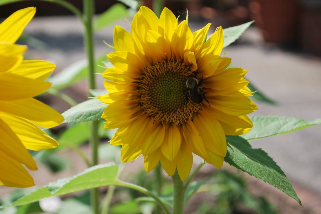 DixonGG's tweet photo. Tomorrow's #munchandlearn will be lead by the Dixon's own Tonya Ashworth, Garden Education and Volunteer Coordinator. Tonya will be discussing beneficial insects and pollinators. Bring your own lunch, or pick something up on-site at #parkandcherry. See you there! https://t.co/tlNYasLmur