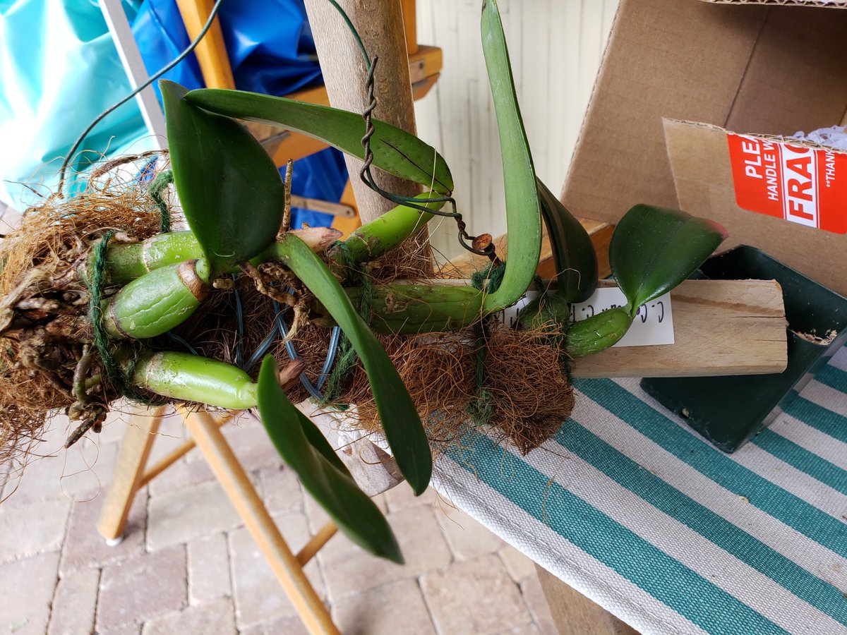 ConnieYurkus's tweet photo. Always pull plants from new vendors out of their pots. I'd have had a nasty surprise in a week or two when these began to rot. No roots and one plant was actually two sections. They are now hanging on a piece of wood to see how they will do. #minicattleya, #orchids, #badvendor https://t.co/9xml5N7SVk