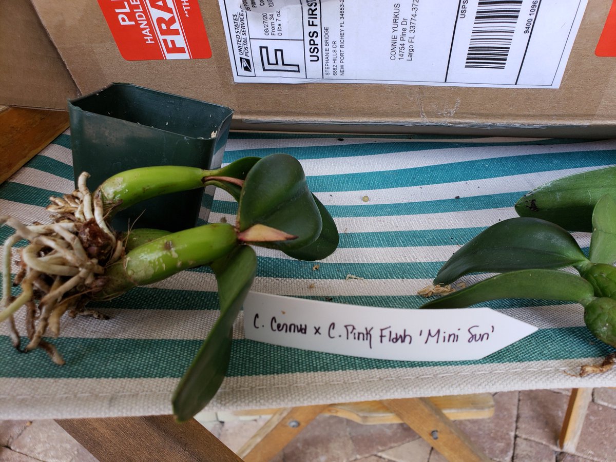 ConnieYurkus's tweet photo. Always pull plants from new vendors out of their pots. I'd have had a nasty surprise in a week or two when these began to rot. No roots and one plant was actually two sections. They are now hanging on a piece of wood to see how they will do. #minicattleya, #orchids, #badvendor https://t.co/9xml5N7SVk