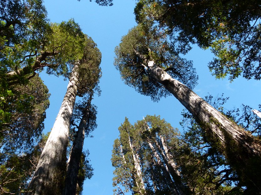 valeasche's tweet photo. At #6: iconic #Fitzroya cupressoides (local name #alerce), the longest-lived #SHemisphere tree. Important #carbonstore but now #endangered by #overexploitation & forest fires. #OurChangingMountains #Andeanflora #toptentuesday @rbge_iccp @rbge_science @newtonfund pic: DAlarcón https://t.co/0grm7g2czh