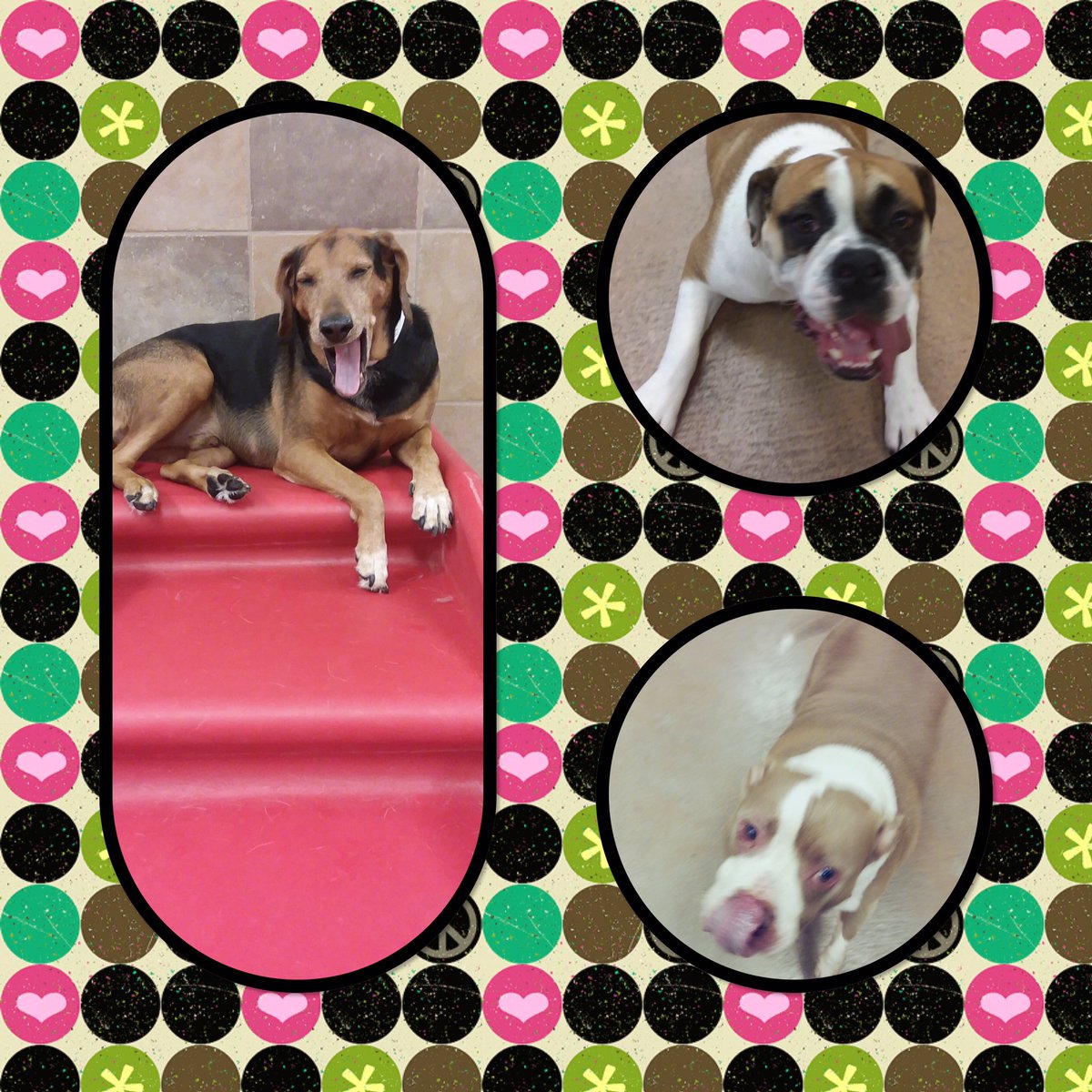 hotelsINDY's tweet photo. It's #TongueoutTuesday, let's see those pictures! 😝#Petsmartplaydates📸 

@TownOfCastleton @Welcome2Nora @petsmart @LifeatPetSmart https://t.co/cnK8NE9TY9