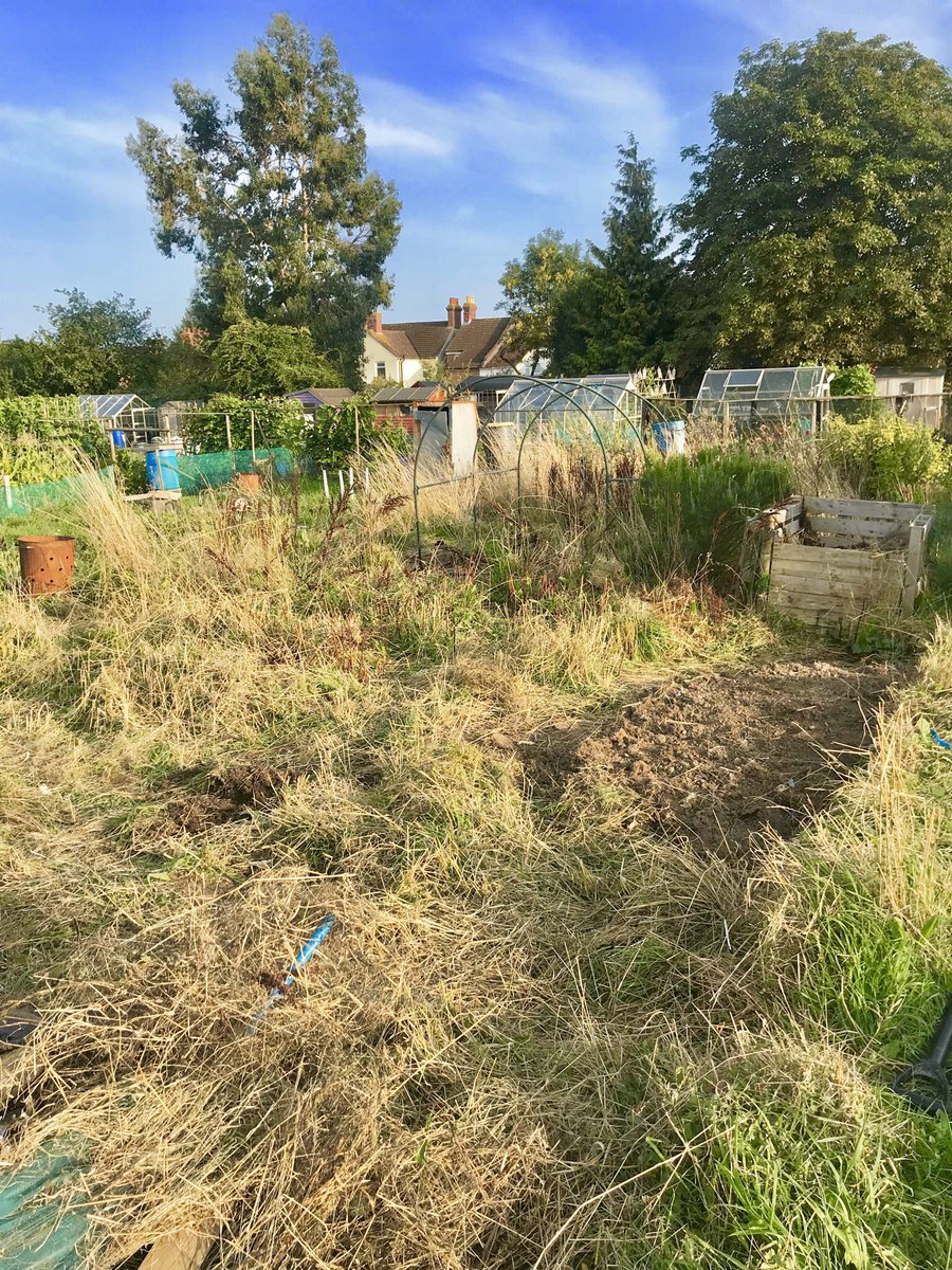 ormccoll's tweet photo. Update. Spent the day chopping stuff and screaming at frogs, grass snakes, spiders and mice. I’m doing well. #allotmentdiaries https://t.co/6plieQmPRb