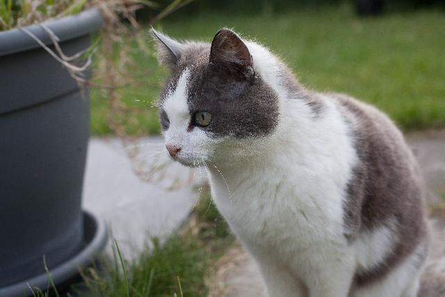 Uzivatel Alerte Animaux Perdu Na Twitteru Perdu Chat Gris Blanc Nomme Iris A Phalempin 59 Gouttiere T Co Orr5b1md7h Uzivatel Alerte Animaux Perdu Na Twitteru Perdu Chat Gris Blanc Nomme Iris A Phalempin 59 Gouttiere T Co Orr5b1md7h