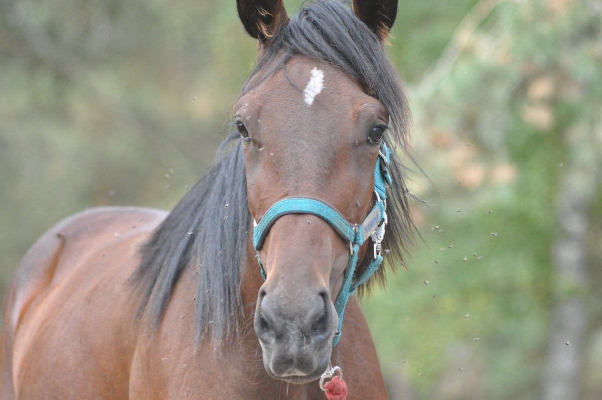 StallPersson's tweet photo. Fina talangfulla Cemma T.T ligger ute till försäljning på Easy KB:s hemsida 😀👍🐴😍#stallfredrikpersson #abetongab #travsport #trav #häst #travhäst #cemmatt #andelshäst #unghäst #framtiden #easykb #fleramiljonärerisläkten https://t.co/Kwr8kTGCLC