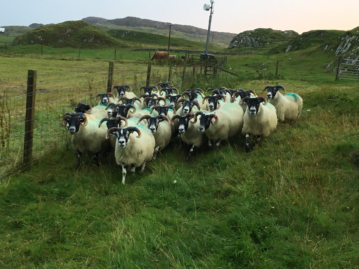 maolfold's tweet photo. New ewes settling in. #scottishblackface #nativebreeds #isleofiona https://t.co/LRtWwp445I