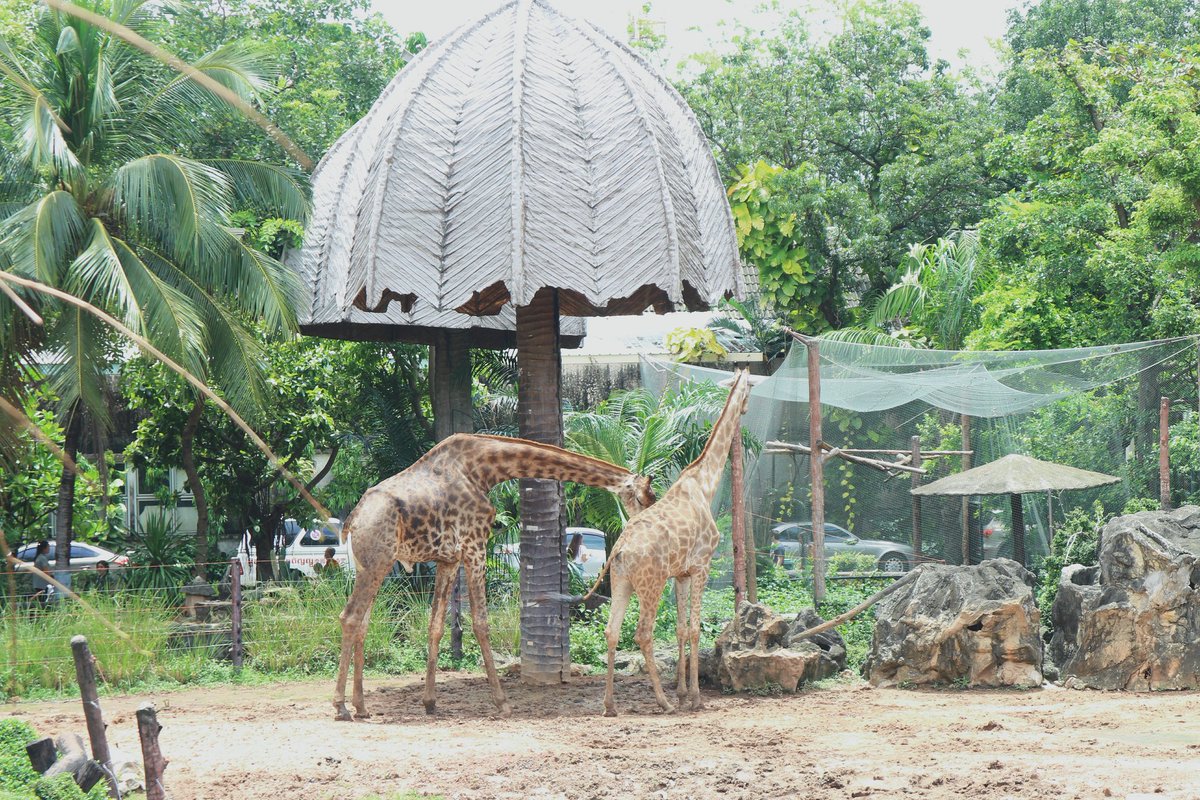 Bonabam2's tweet photo. ก่อนที่จะเป็นตำนาน❤

#Dusitzoo https://t.co/ItCxnAHgVX