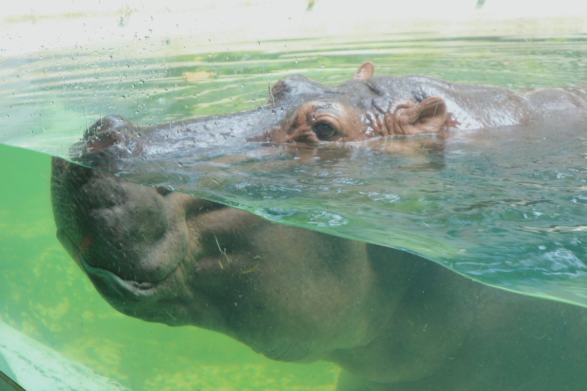 Bonabam2's tweet photo. ก่อนที่จะเป็นตำนาน❤

#Dusitzoo https://t.co/ItCxnAHgVX