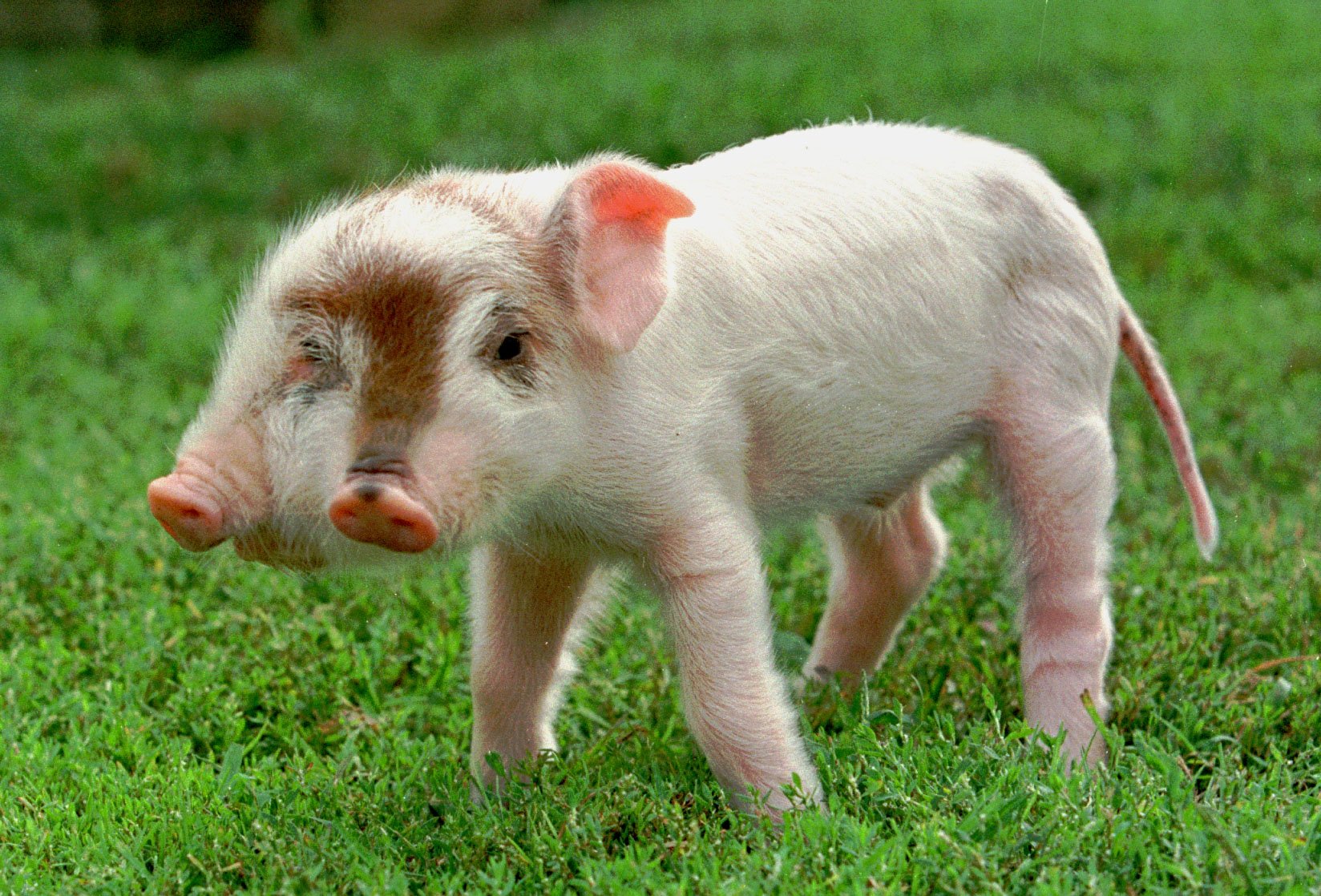 DMR's Secret Stash on Twitter "From 1997 Meet Rudy the twoheaded 