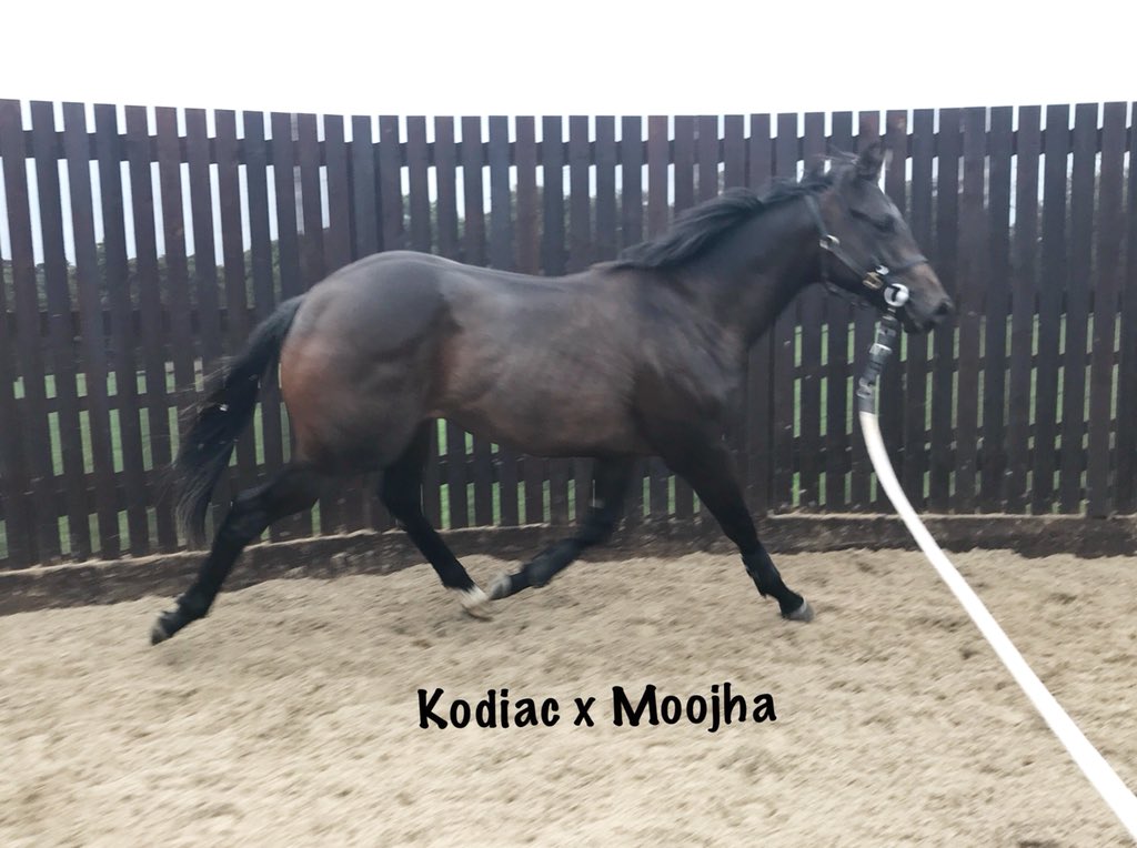 wickhamwicks's tweet photo. A miserable morning to play in the sand but my playmates made it worthwhile! Two stunning colts heading to @Tattersalls1766 #troton! #buildthosemuscles #💪 https://t.co/6JBVRUy8Gk