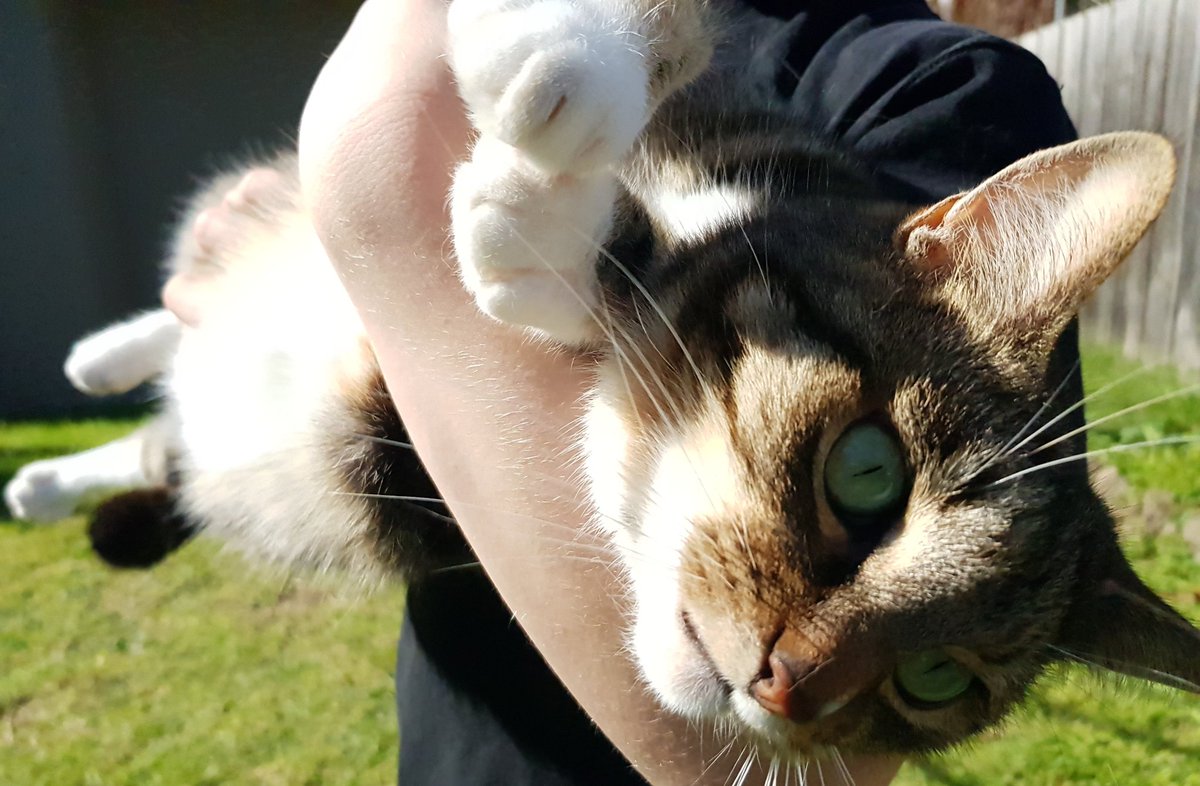 CatTimeWithCoco tweet media