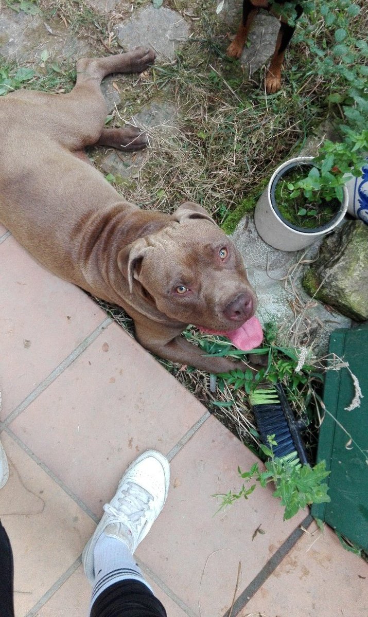 kenduuulls's tweet photo. k m dice una subnormala k estos perros ven a los niños como presas... yo lo siento x su ignorancia y x to sus problemas de capacidad mental pero esto es lo más bueno y noble k hay y ojalá algún día alguien t quiera como quiere mi xulo a sus niños #animo #detosesale https://t.co/JG957hTNdU