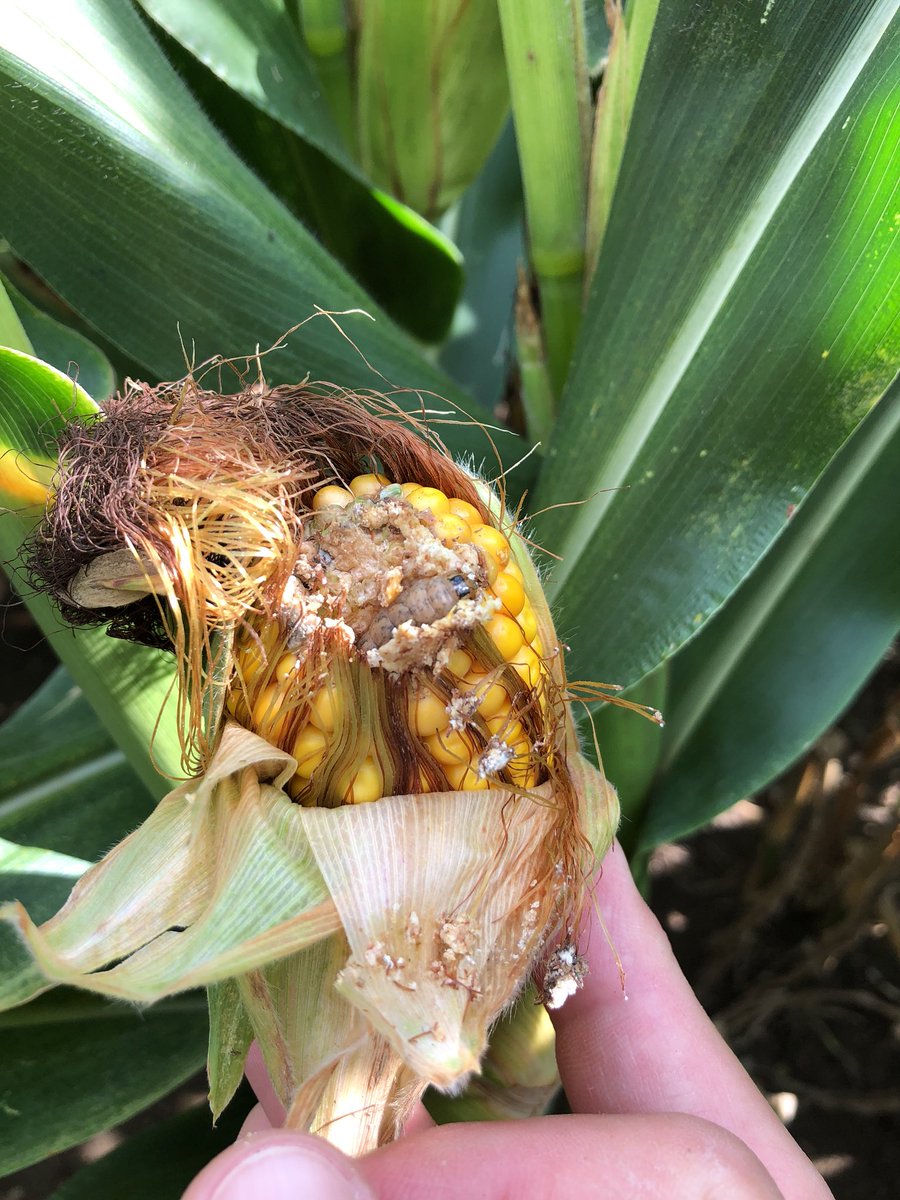 No egg masses but finding western bean cut worm larvee in the fields.