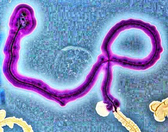 SimonSublime's tweet photo. Experiments in Prokaryote BioSemiotics. Coloured glyphs generated by bacteria-to-bacteria communication &amp; interaction. Two colourless strains of bacteria (a signal emitter and receiver) move through enabling  fibres. Where they meet &amp; communicate with each other, one turns purple https://t.co/PaDtfyJWtr