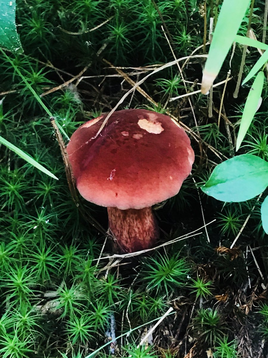 One of my favorite things to do when i go on my nature walks, is to look for cool mushrooms like these. If only y’all could see my pic library, i have alot 😅 #mushroomhunting #mushroomfun