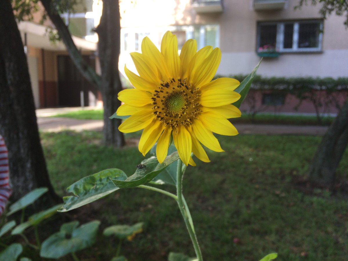 BenoitVillette's tweet photo. Quand je ne fais pas du #FLE, je fais du #compost et un #potager collaboratif en bas de chez moi ! #Warszawa #PodBlokiem https://t.co/jCVzyBX7Mi
