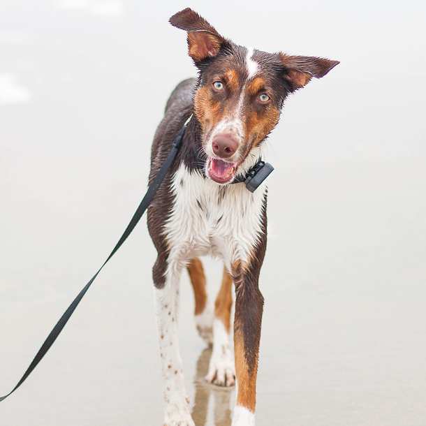 Garbanzo the blind dog plays in ocean for first time. Amazing reaction! Please retweet to help him find a forever home. Watch here: bit.ly/2ojx9cK