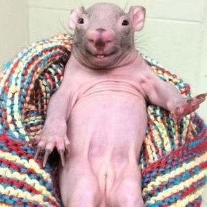 UglyBabyThing's tweet photo. @myleftfang Because you have one that looks like this, Mother. https://t.co/R37jKVkapw