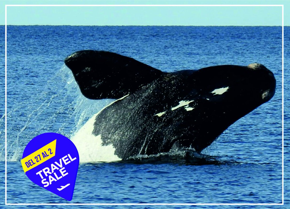 #TravelSale18 !! No dejes pasar estas promos
- BALLENAS + PINGUINOS (con Transfer) 🐳🐧  ow.ly/Ut2H50ijMf4 
- PAQUETE NAUTICO: BALLENAS + CRUCERO DEL GOLFO 🐋 🛳
 ow.ly/fjSS50ijMfN
-AVISTAJE NOCTURNO DE BALLENAS (NOVEDAD TEMPORADA 2018!) 🐳🌓ow.ly/RjG750ijMg5