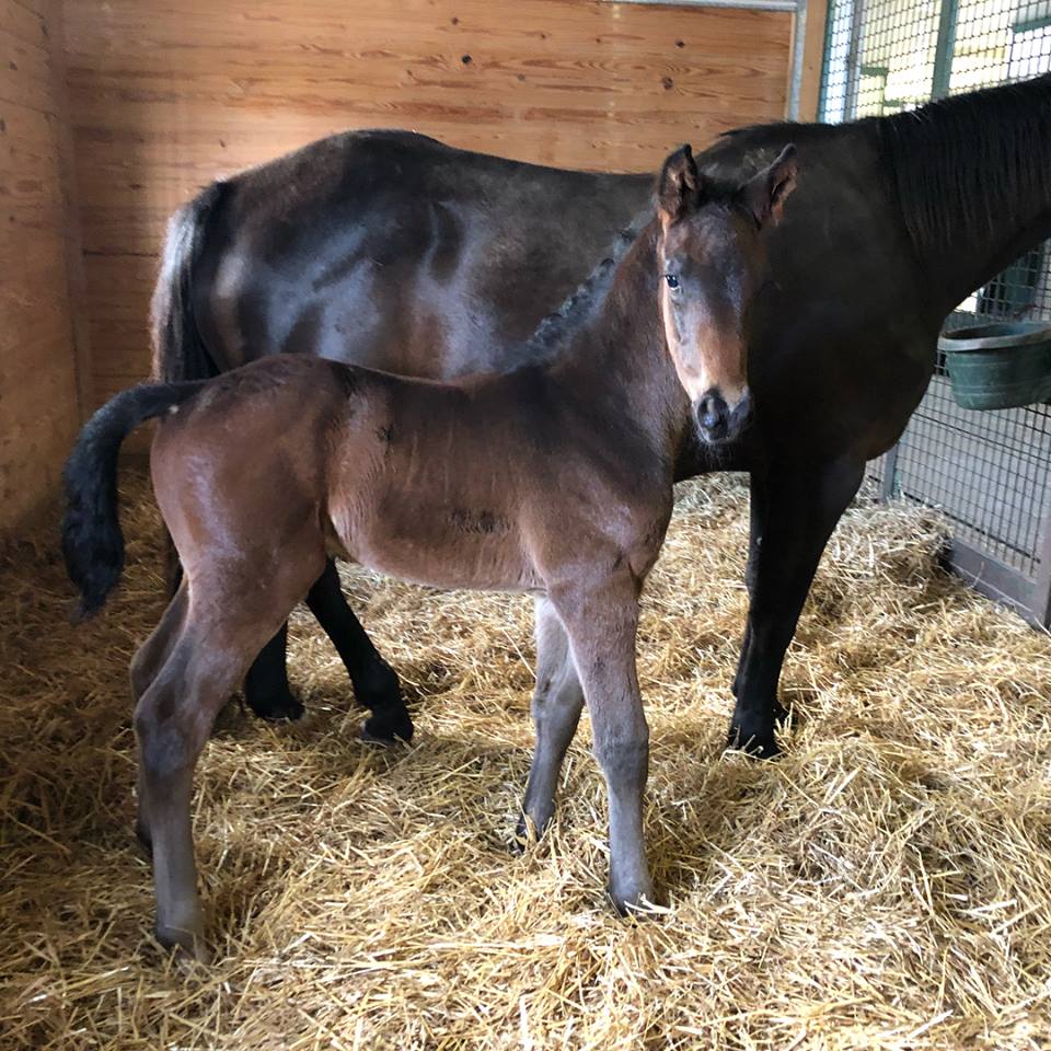 SLS_Shows's tweet image. New post (NOTORIOUS "Biggie") has been published on Swan Lake Stables - swanlakestables.com/2018/08/28/not…