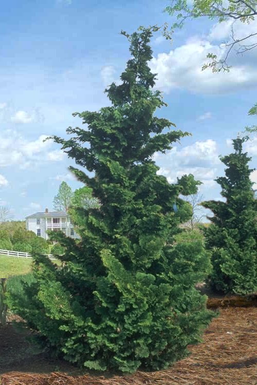 BartlettTreeMD's tweet photo. Tree of the Week Tuesday!!

Hinoki Cypress 😀🌳🌴🌿🌲

@Nick_bartlettexpert @julianfrombartlett #bartletttreeexperts #trees #longisland #arborist #treework  #treecare #treeservice #treesurgeon #tree #stihl #stihlusa #chainsaw #nature https://t.co/nOg87CZBHo
