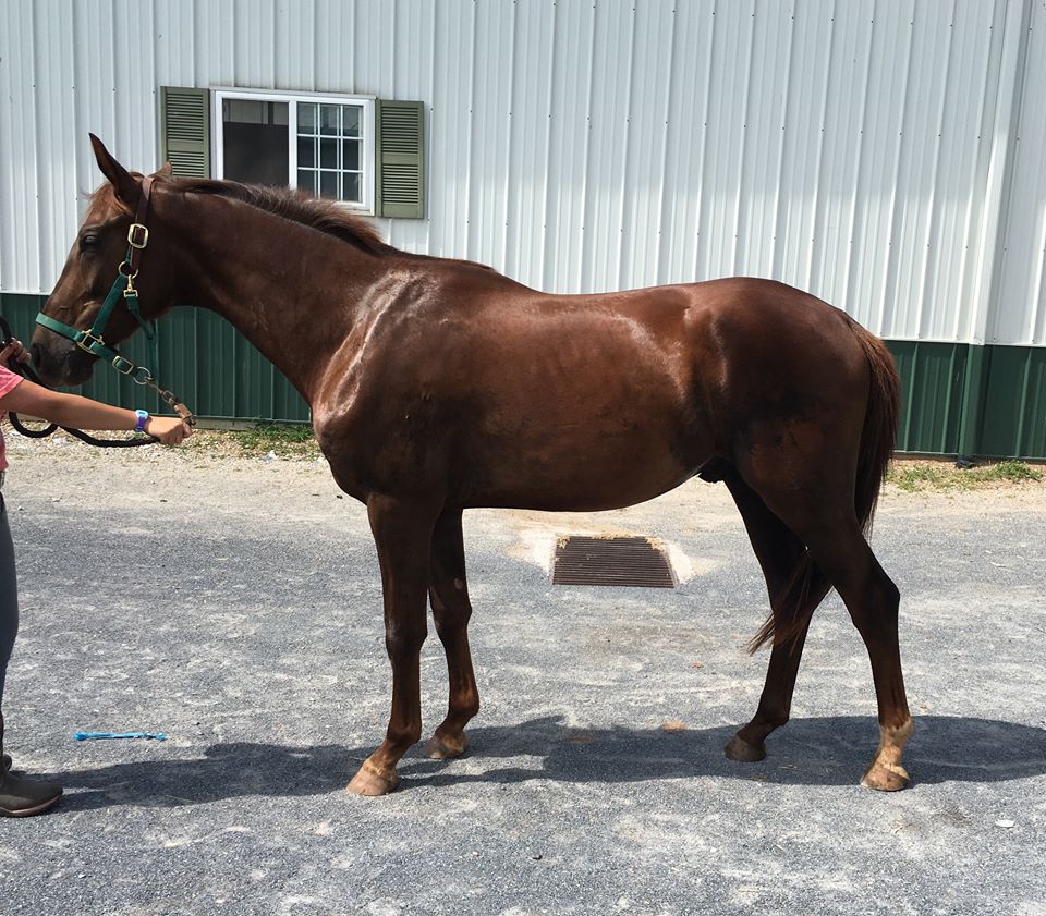 SLS_Shows's tweet image. New post (TITO "Tito") has been published on Swan Lake Stables - swanlakestables.com/2018/08/28/tit…