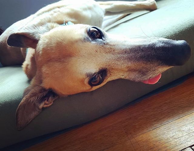 American Greyhound tweet media
