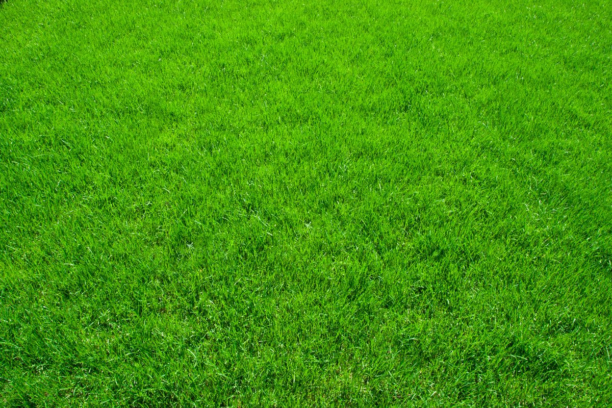 LawnCareLife's tweet photo. Want to grow your lawn care business? Jason Creel helping lawn care business owners to achieve career success in this business. He has got 7 years of rich experience in this field.  learn more here: https://t.co/cHjXMjZEee 
.
.
#LawnCareIndustry  #lawn #lawnservice #Lawncarelife https://t.co/Vt2yHYw6Cl