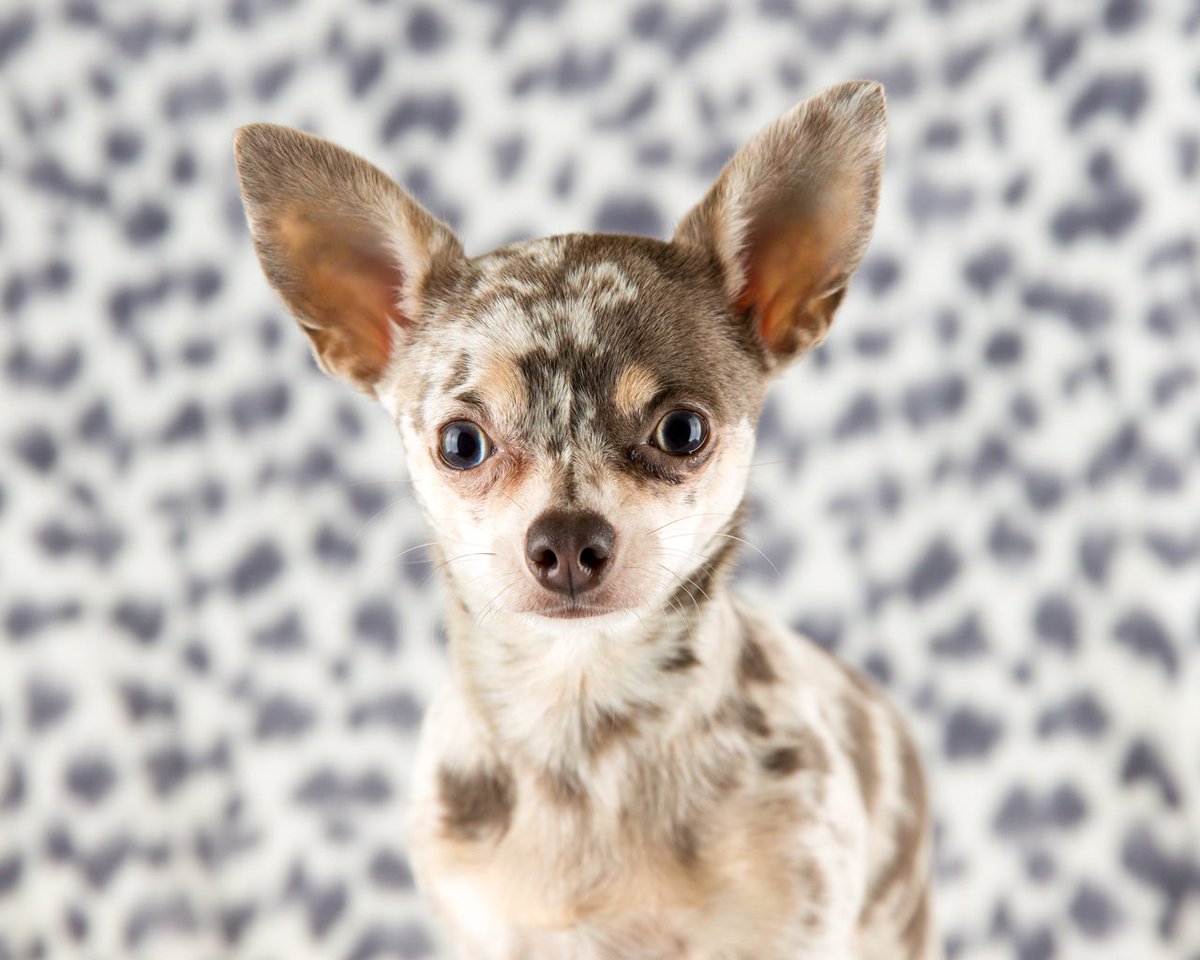 AlliesPetCorner's tweet photo. Chihuahuas are fairly easy to care for, needing minimal exercise and food. But don’t skimp on the attention: Chihuahuas crave affection and companionship to the point where they may resort to attention-getting tricks.
https://t.co/NBfWd90Ob1
#PuppyOfTheMonth #Roc #NY #PetsOfRoc https://t.co/1EguBN4M4c