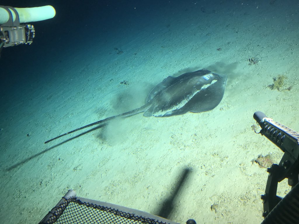Some disctraction at a depth of 140m! @Naturalis_Sci <a href="/NaturalisMarine/">Naturalis Marine Biodiversity</a> <a href="/SubstationCur/">Substation Curacao</a> <a href="/UnchartedBlue/">Uncharted Blue</a> #stingray #deepreef
