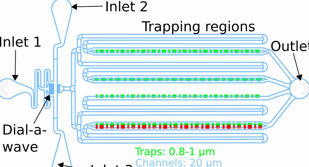 bioprotocolbyte's tweet photo. Excellent new protocol by @UCSanDiego BioCircuits Institute researchers https://t.co/6D9W0BUIaV Microfluidics-Based Analysis of Contact-dependent Bacterial Interactions @eLife bidirectional linking: https://t.co/8nf5zHLbE1 #Biofilm #Ecology #Reproducibility #Robustprotocols https://t.co/a4C71UKlGR