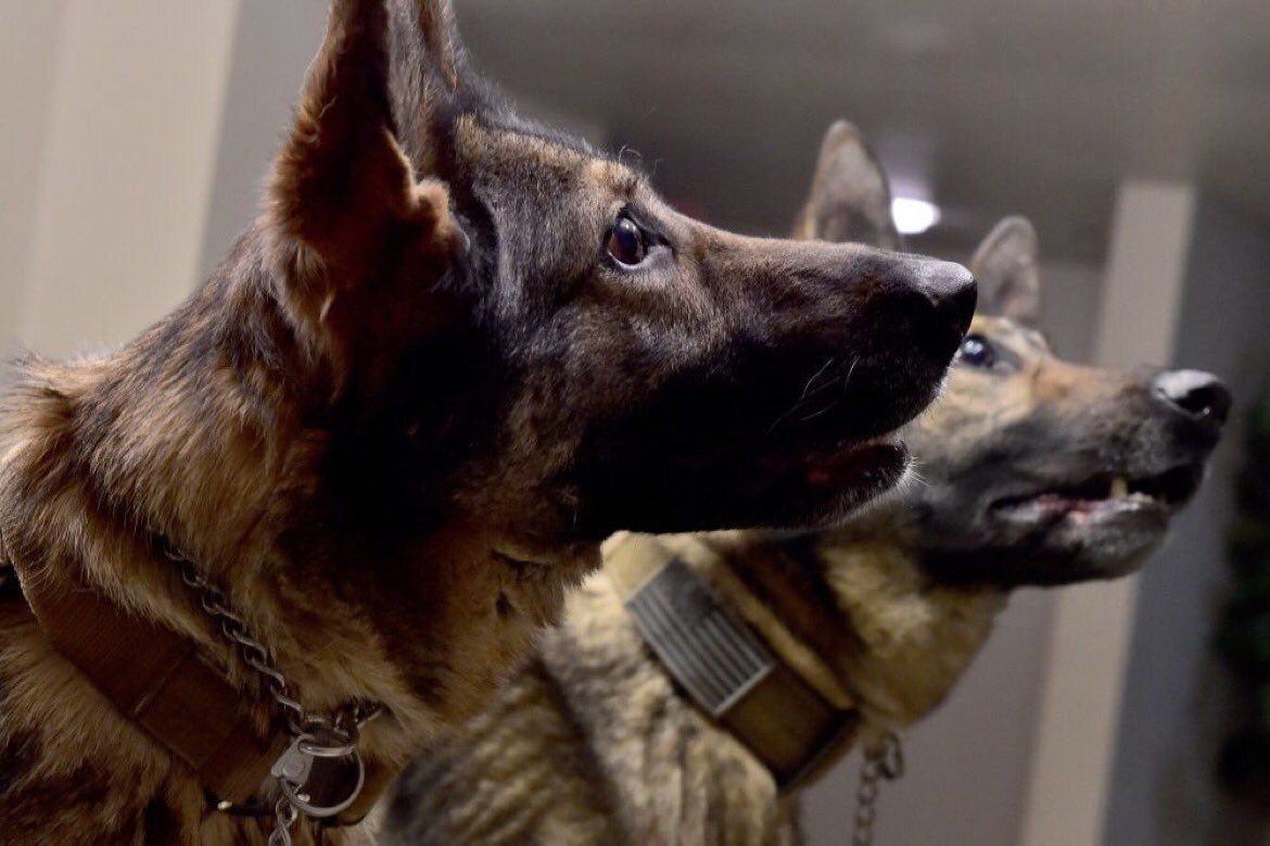 AlbertUSAdog's tweet photo. Saluting our American Service K9s https://t.co/meCShuI0Rn