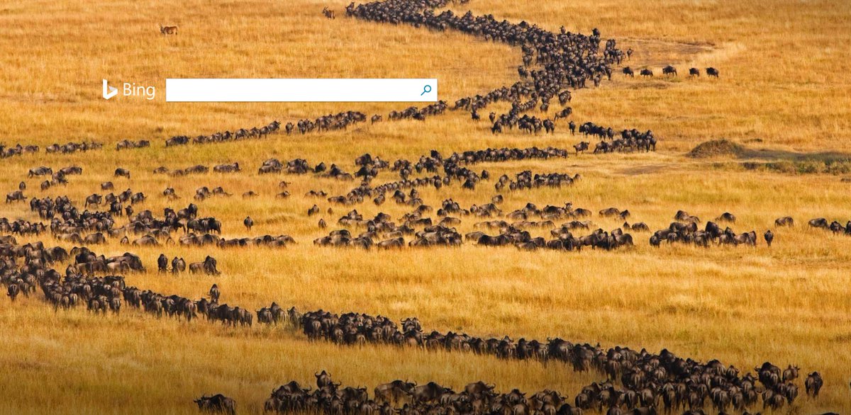 Bing 日本版 در توییتر 今日のホームページ ケニアのサバンナは今 乾季の季節をむかえています 今の時期発生する ヌーの大移動 グレート マイグレーション の様子をご覧ください T Co Ka3cs8dk6z Bingjp ケニア マサイマラ サバンナ ヌー
