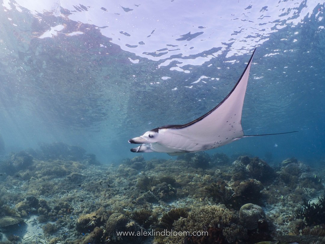 MermaidLOB's tweet photo. Good morning from us in Komodo.
Photo by @alexlindbloomphoto
https://t.co/xB1zppOPl8
#visitindonesia2018 #comevisitindonesia #greatexperience #divingworld #divingforlife #divingindonesia #scubalife #scubadiving #underwater #underwaterphotography https://t.co/KByVqy6Y4t