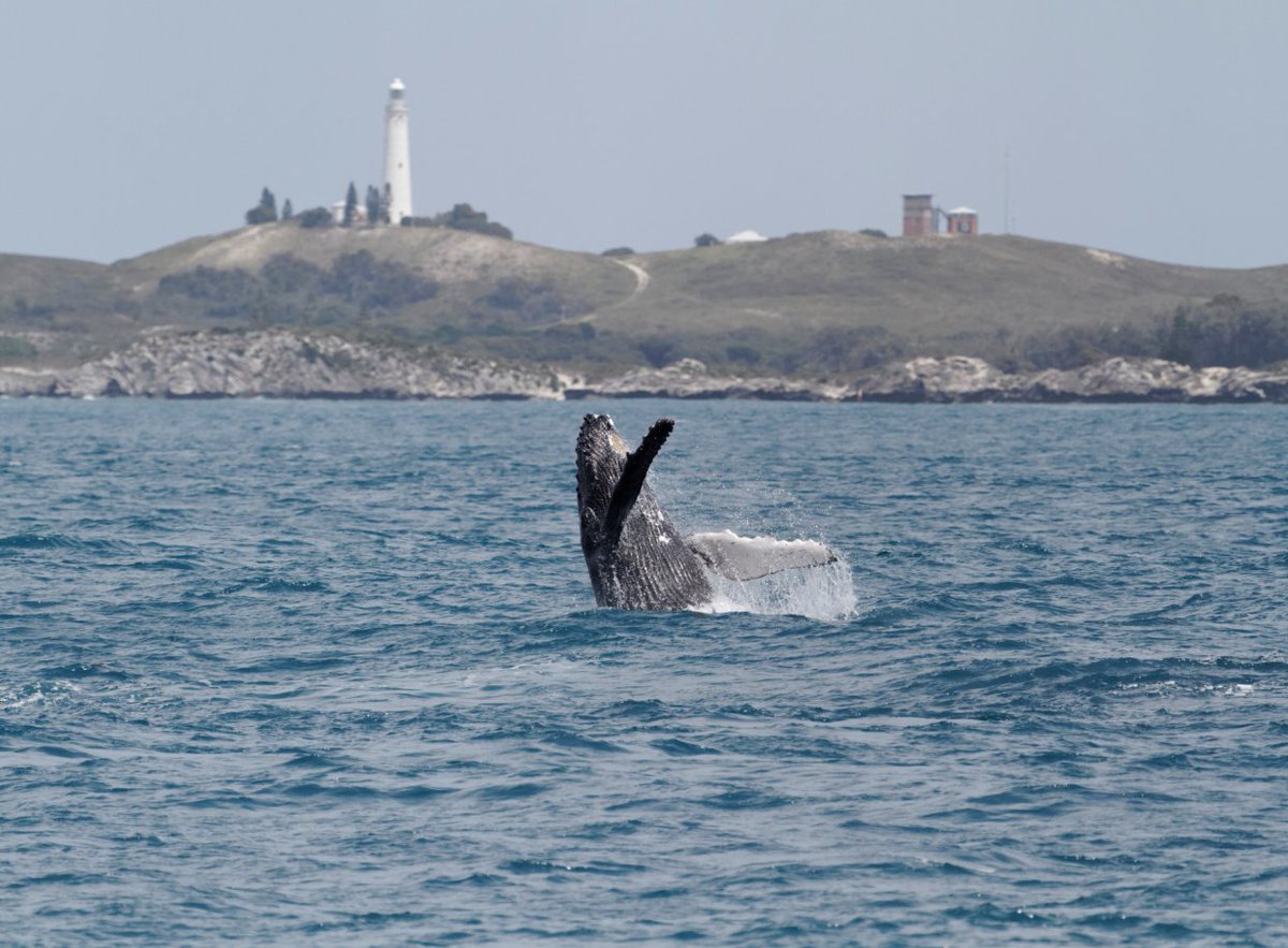 Rottnest Island tweet media