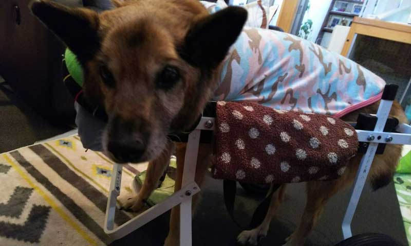 犬用車椅子レンタル 販売わんケア ミックス犬のツバサちゃん 犬用車椅子でのリハビリのおかげか 少し歩けるようになったそうです その調子 ミックス犬 犬用車椅子 犬の歩行器 わんケア 老犬 高齢犬 シニア犬 歩行補助 カート