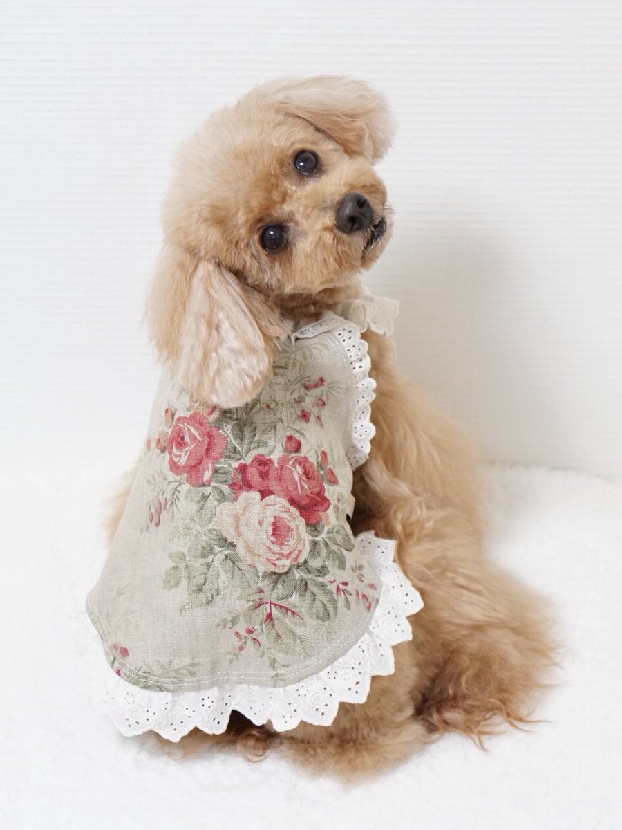 かのんママ على تويتر 犬の服meiさんに作っていただきました Meiさん考案のこちらのデザイン シュシュワンピ がお気に入りです 可愛くて かのん的にも着心地も良いんだそう かのんも私もこういう薔薇柄が大好きなので 秋に活躍しそうです 犬の服mei Mei